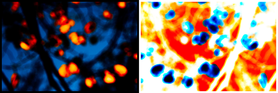 Positive and Negative Leaves - ID 002695