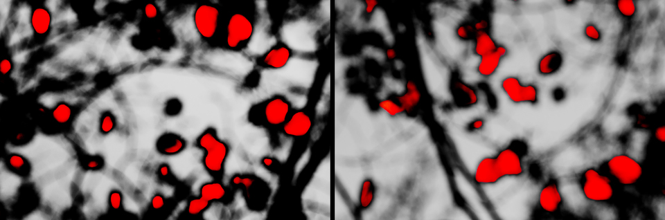 Red Leaves - ID 002696