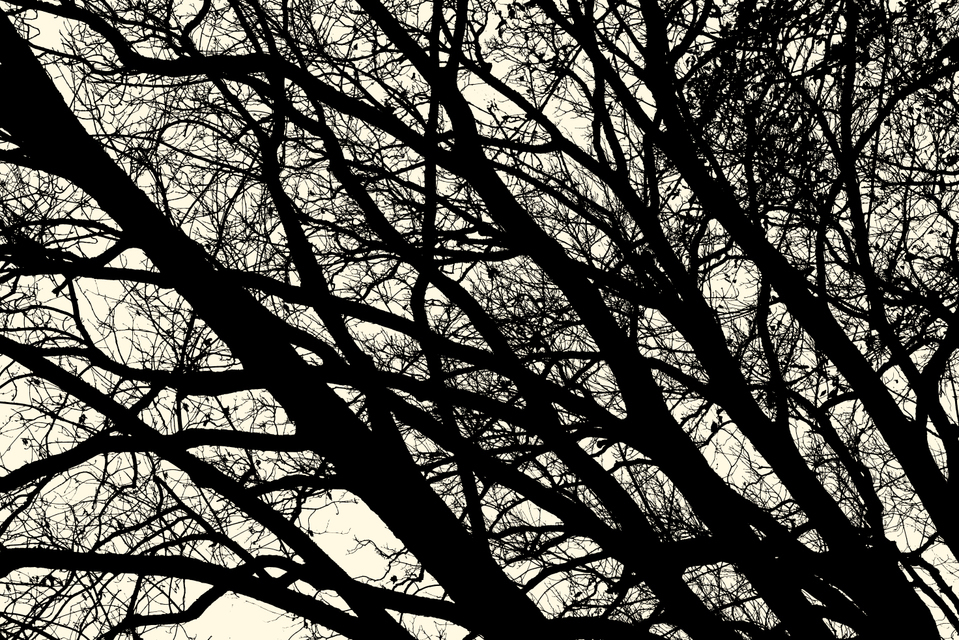 Falling Winter Trees - ID 002698