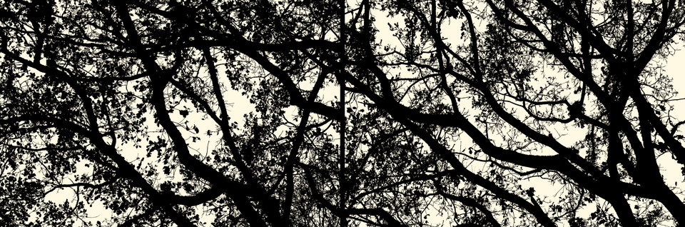 Winter Trees II - ID 002700