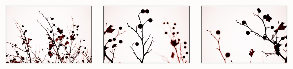 Fruits on Trees - ID 002701