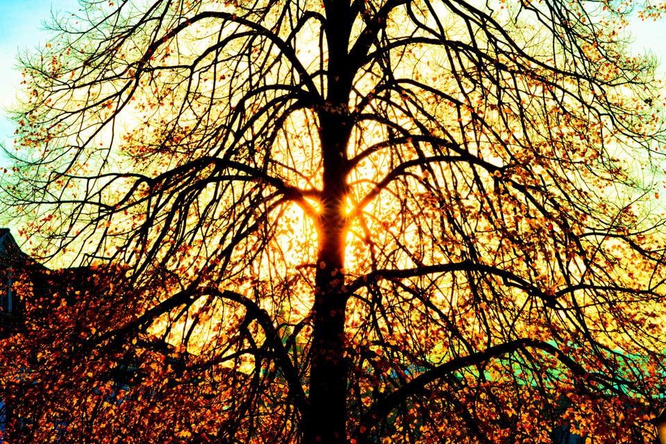 Tree Color - ID 002713