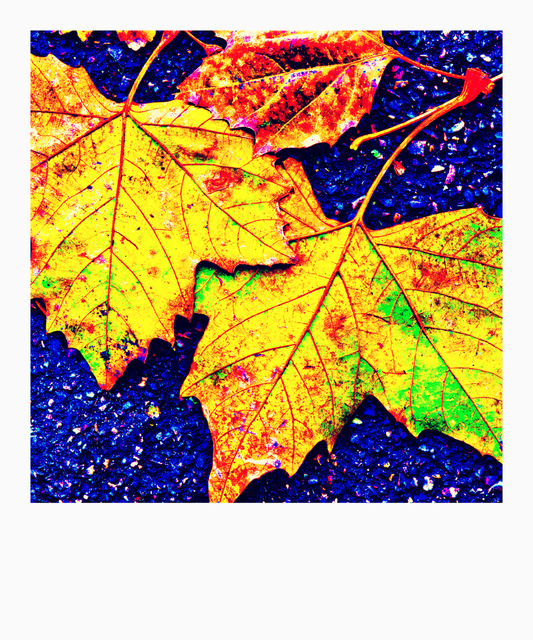 Leaves on Blue - ID 002741