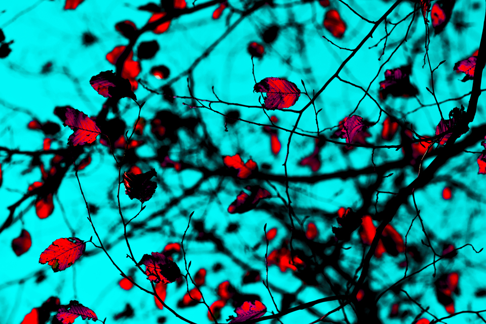 Red on Blue - ID 002742