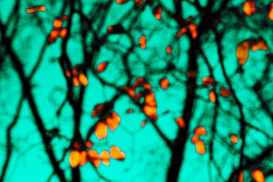 Orange Leaves on Blue Sky - ID 002748