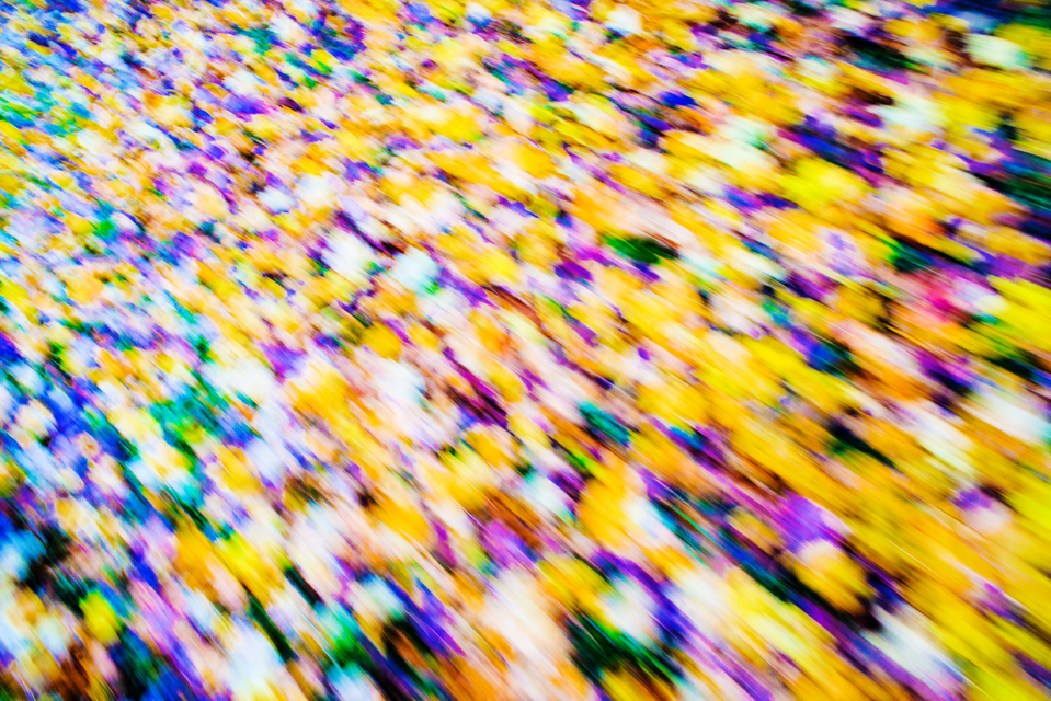 Leaves on Ground - ID 002753