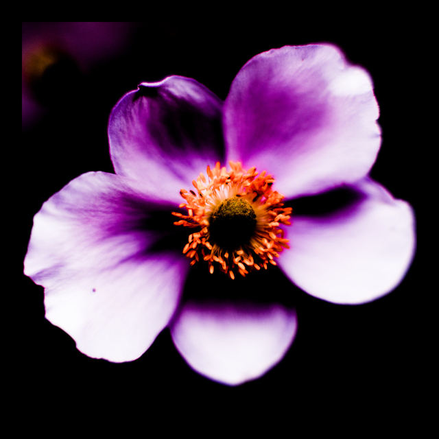 Nightlight Beauty - ID 002822