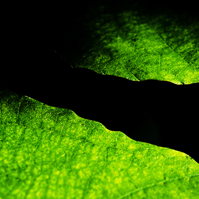 Fig Leaves I - ID 002827