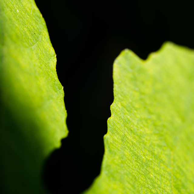 Fig Leaves II - ID 002828