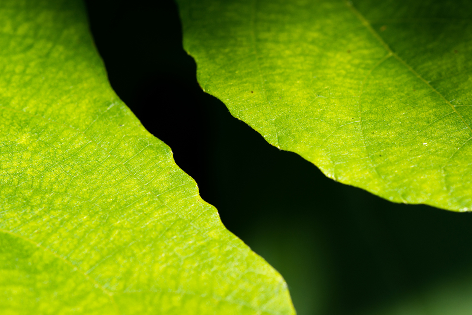 Fig Leaves III - ID 002829