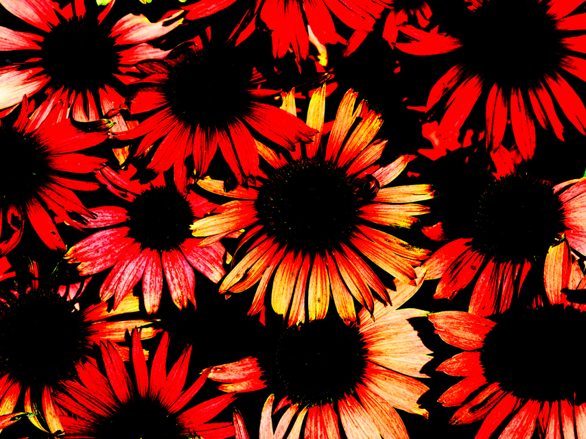 Full Flower - ID 002836