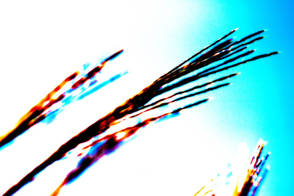 Cortaderia I - ID 002837