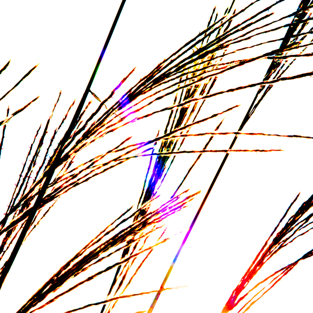 Cortaderia II - ID 002838