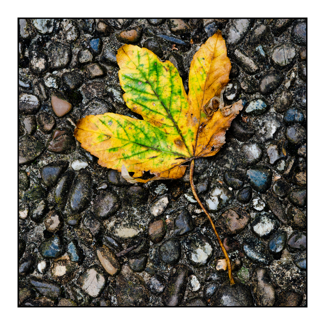 Leaf on Washed Concrete - ID 002852