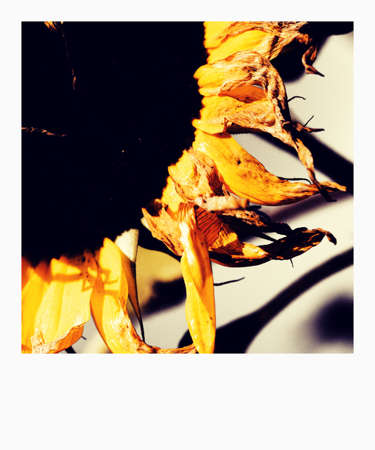 Yellow Sunflower - ID 002876