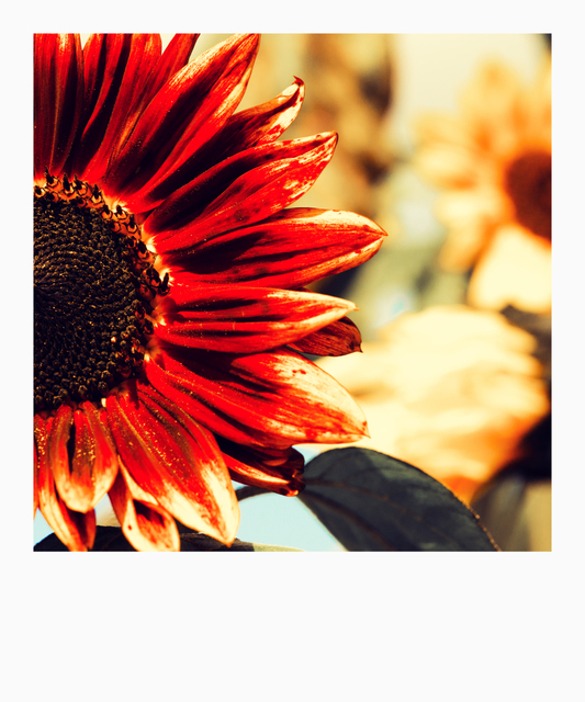 Red Sunflower - ID 002877