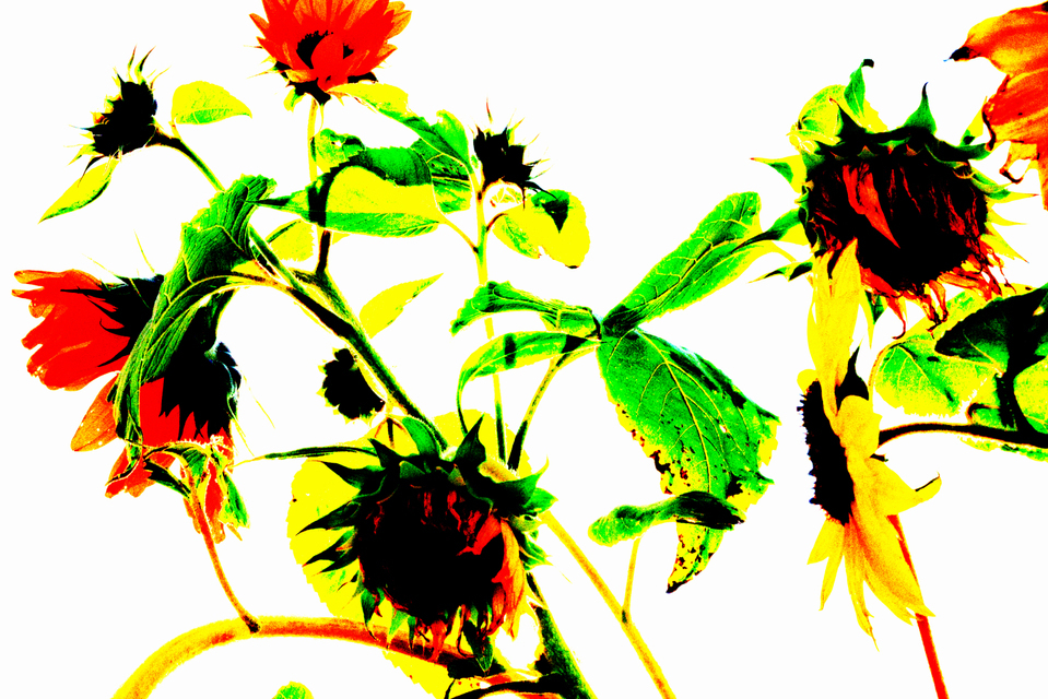 Sunflower on White IV - ID 002885