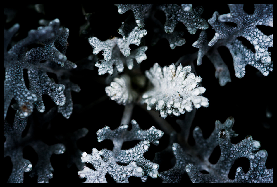 Jacobaea Maritima - ID 002911