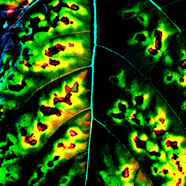 Holes in Leaf - ID 003030