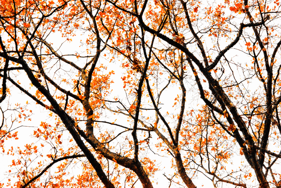 Orange Tree - ID 003047