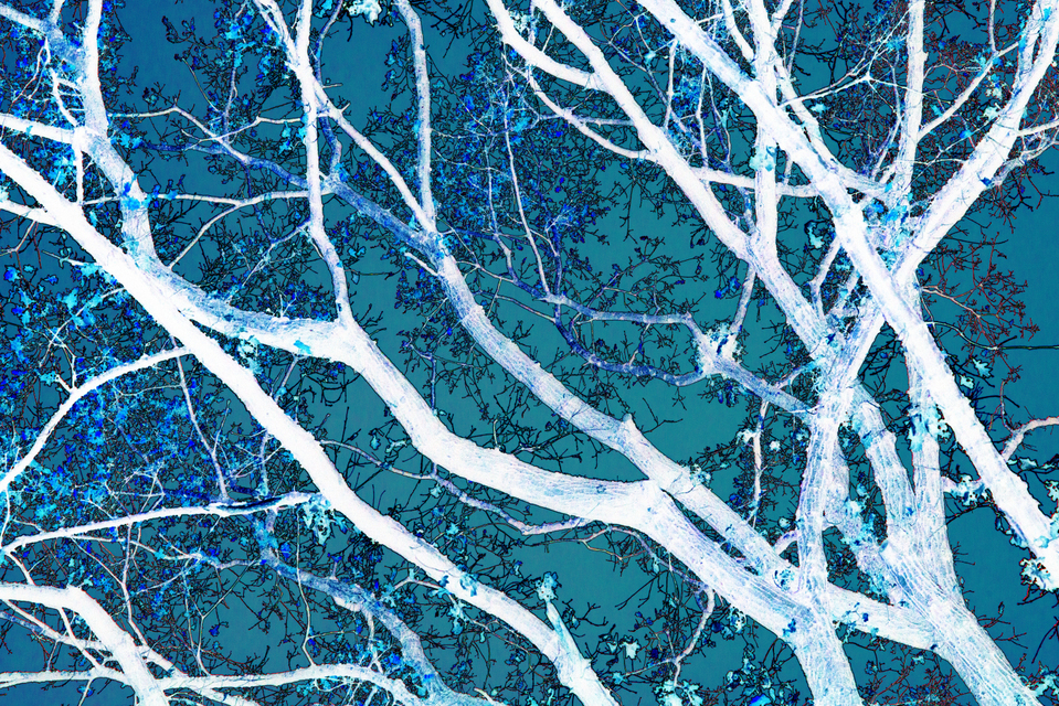 Tree Impression IV - ID 003051