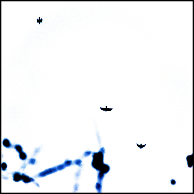 Birds - ID 003053