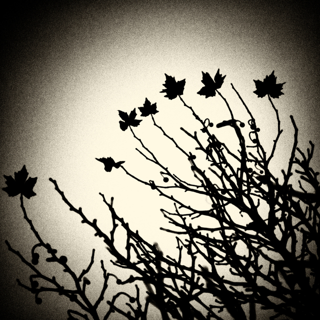 Seven Leaves - ID 003054