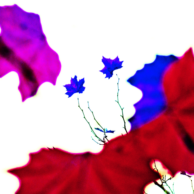 Two Blue Leaves - ID 003055