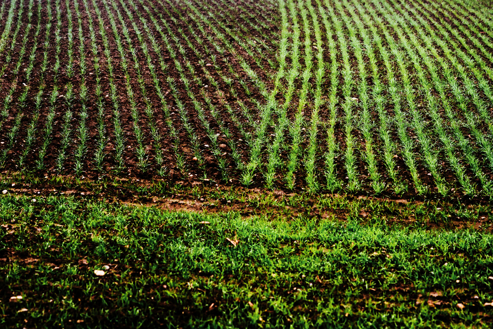 Winter Green - ID 003062