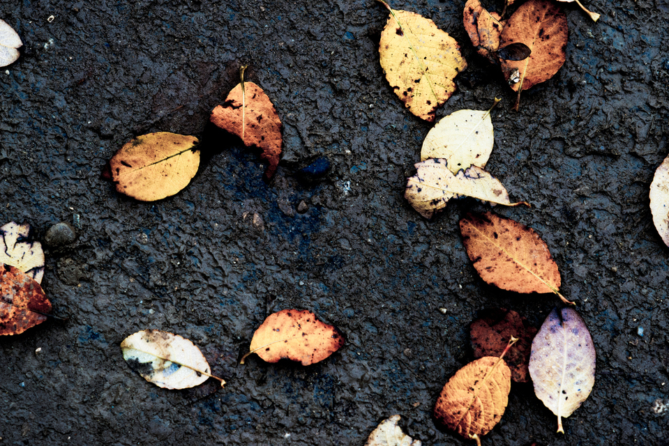 Leaves on Dirt - ID 003063