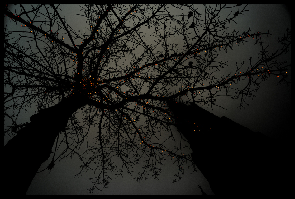 Limb Lights II - ID 003079