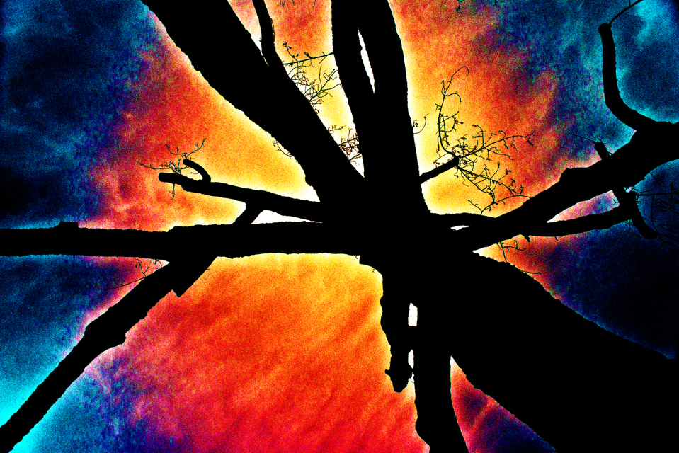 Spider Tree Color - ID 003137