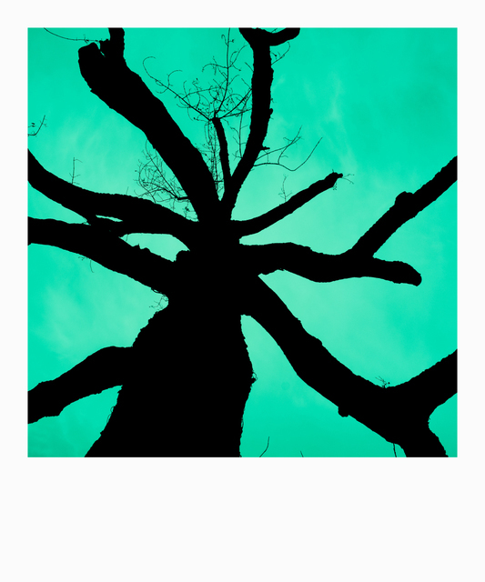 Cyan Tree - ID 003138