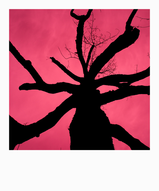 Red Tree - ID 003139