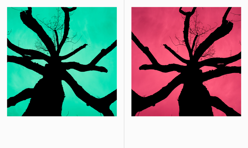 Tree Pola - ID 003140