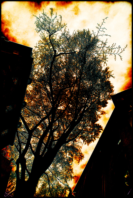 Tree Between I - ID 003150