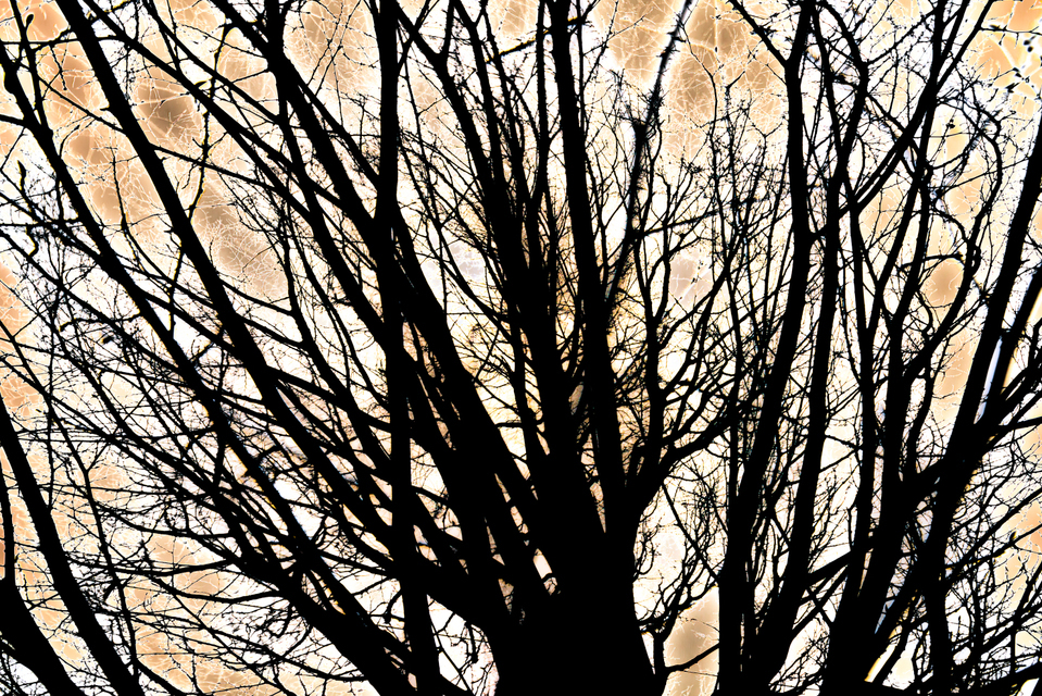 Branches - ID 003152