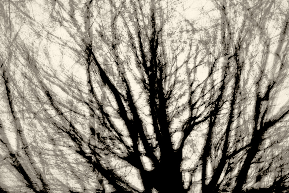 Grey Branches - ID 003154