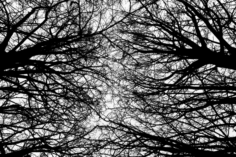 Contacting Branches - ID 003155