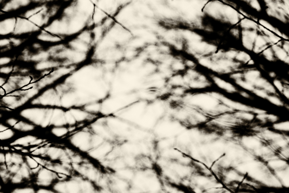 Between Branches - ID 003156