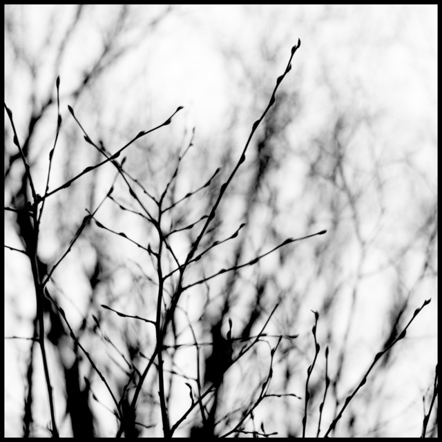 Front Back Branches - ID 003157