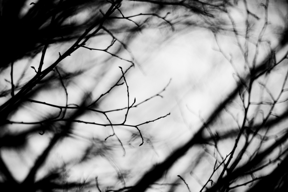 Left Branches - ID 003158