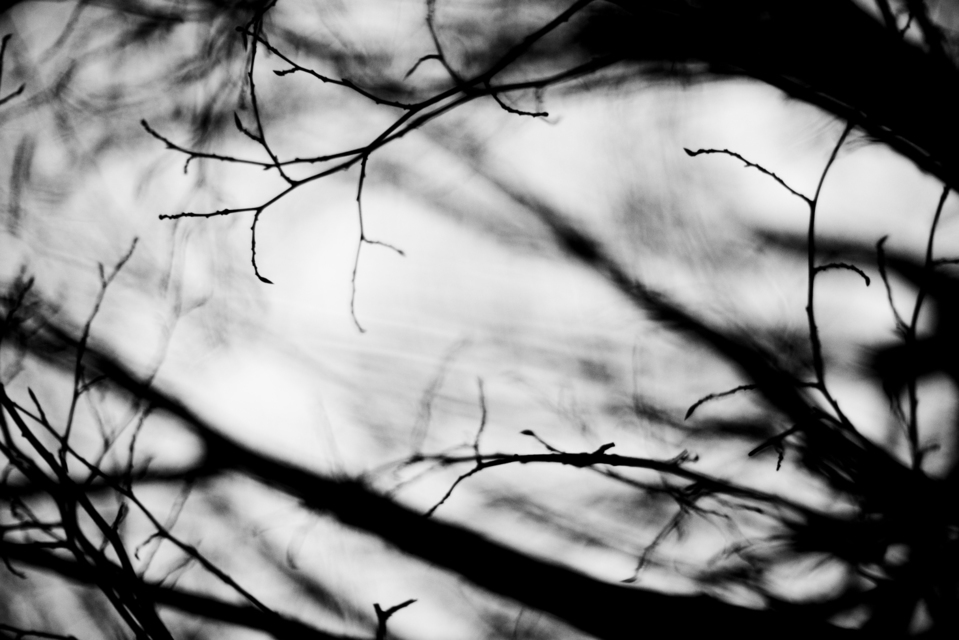 Right Branches - ID 003159