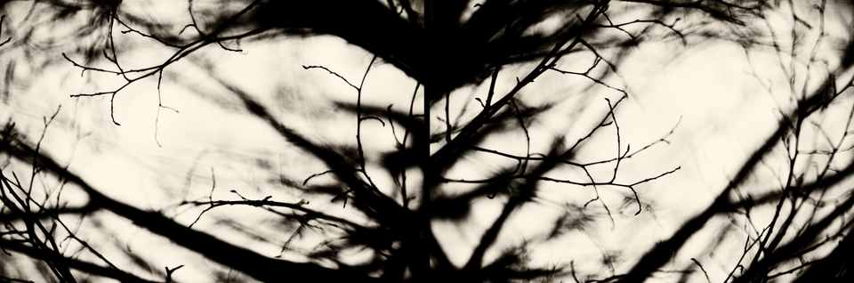 Diverged Branches - ID 003160