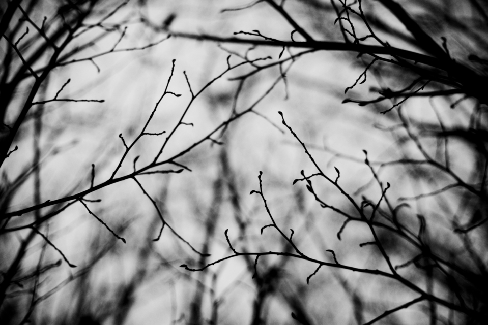 Dark Day Branches I - ID 003161