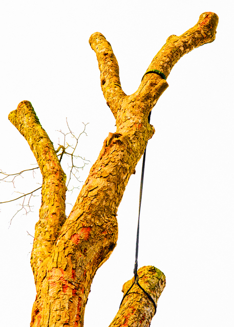 Winter Tree I - ID 003173