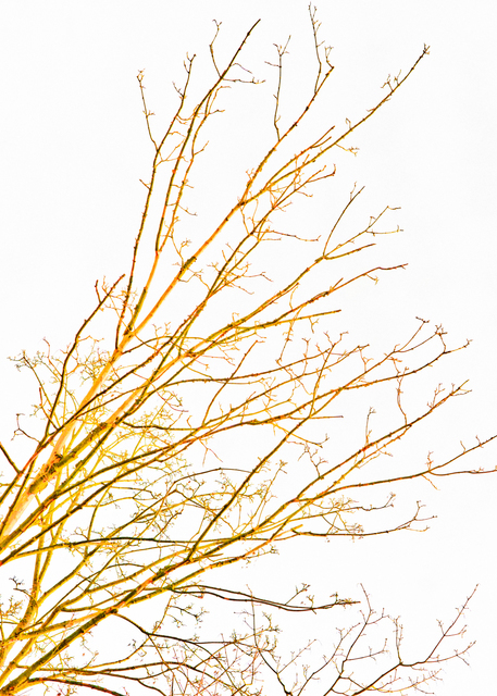 Winter Tree II - ID 003174