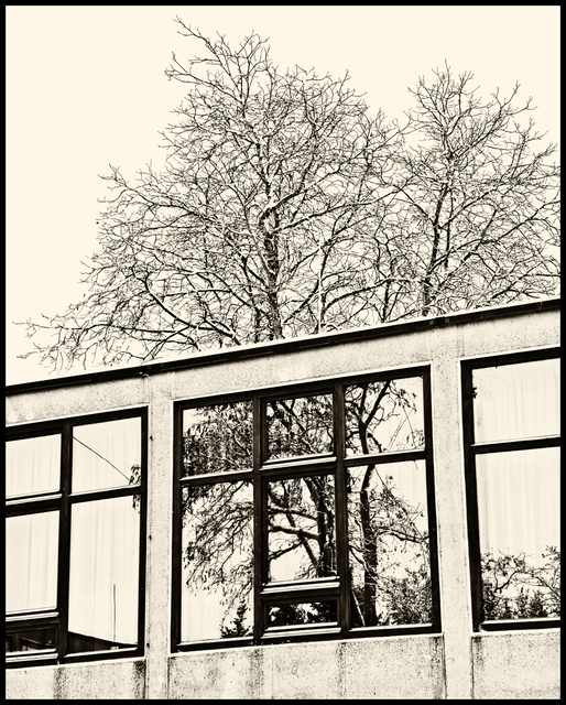 Interrupted Tree - ID 003207