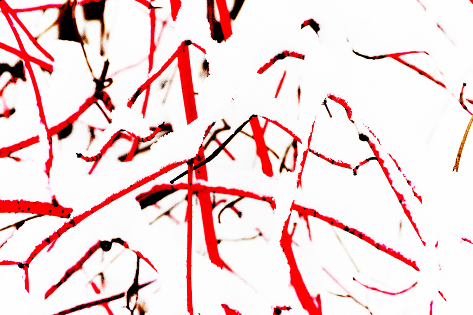 Red Branches - ID 003218