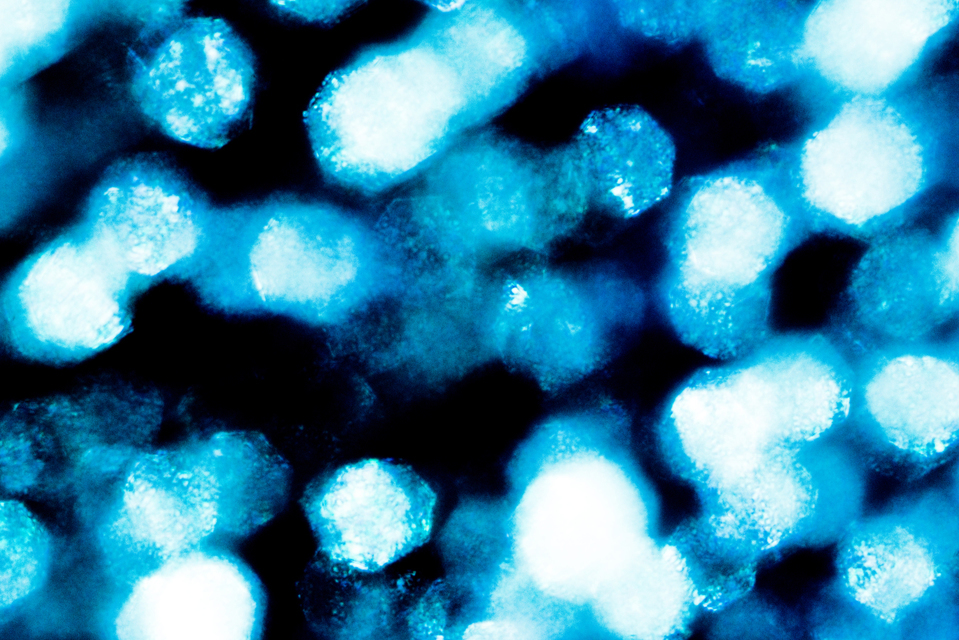 Blue Glass V - ID 003258